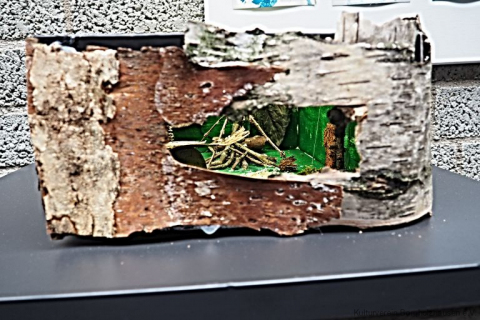 "Mit Händen und Füßen durch die Natur"