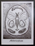 Metamorphose