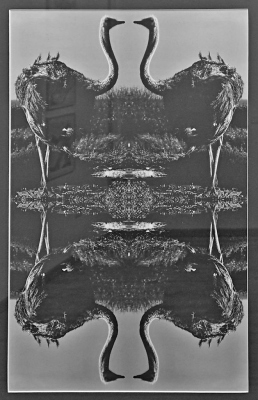 Fotomontage von Karin Warias