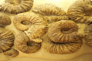 Riesen-Ammoniten im naturkundlichen Teil des Museums